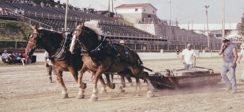 From Farm Fields to Fairgrounds: The Enduring Power of Horse-Pulling